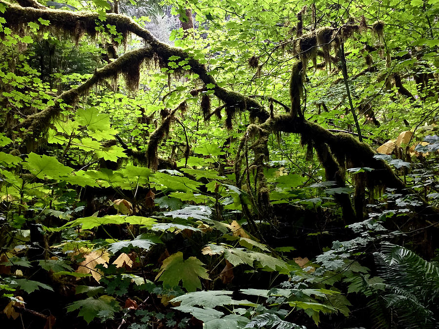 Lush Rainforest Olympic Natl Park Photograph by Amelia Racca
