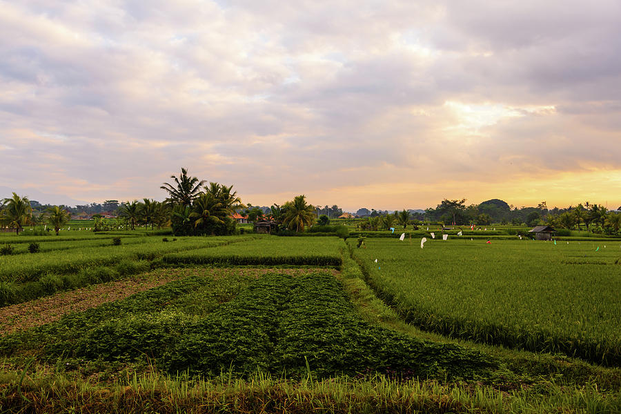 Lush Rice Fields of Bali Photograph by Aashish Vaidya