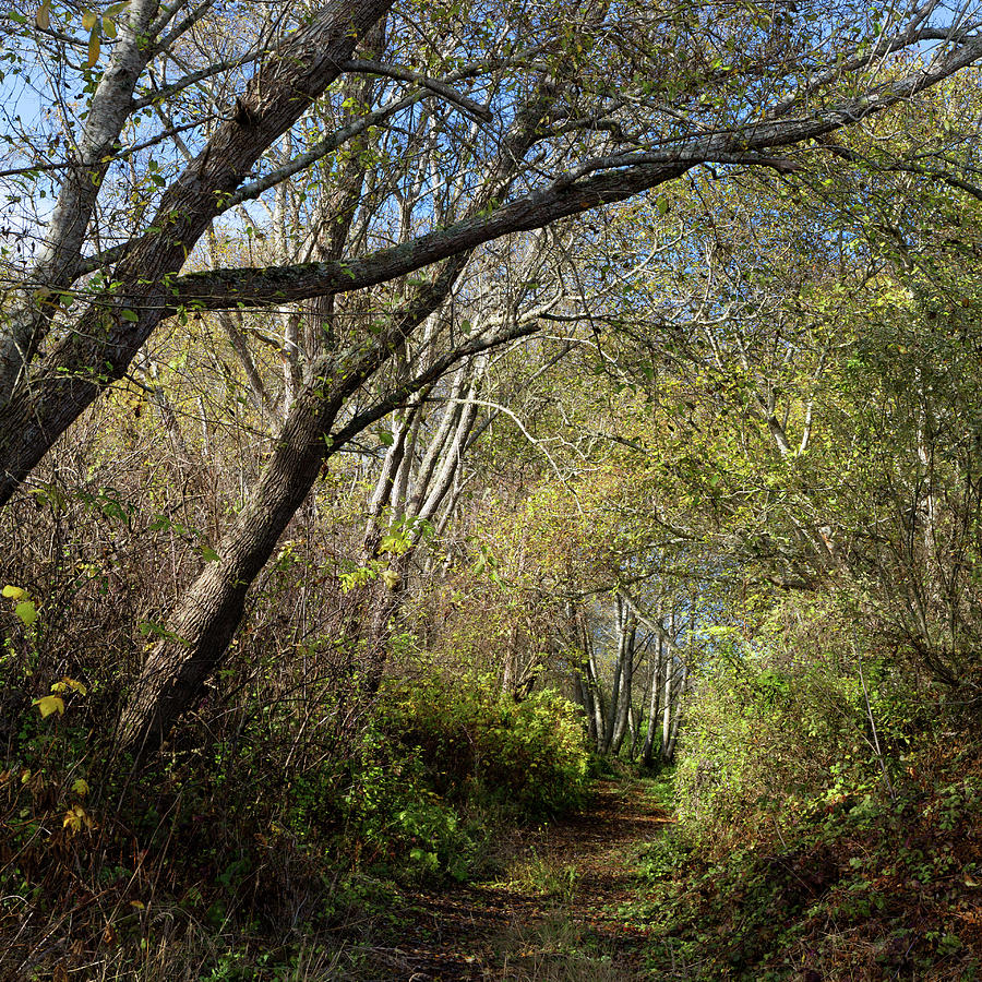 Lush Riparian Woodland Path on a Sunny Morning Walk Photograph by Kathleen Bishop