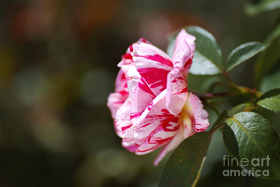 Lush Scentimental Rose Flower Photograph by Joy Watson