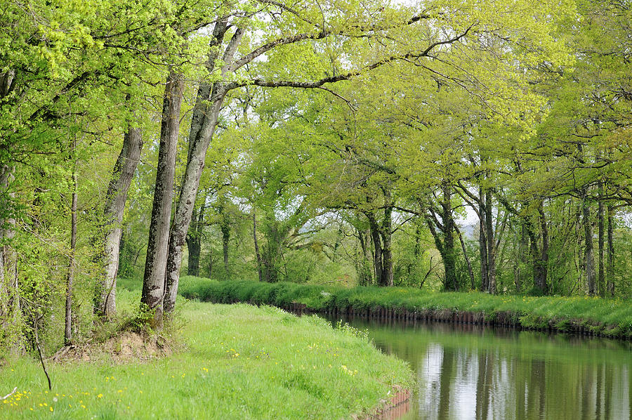 Lush spring vegetation, Loire, France Photograph by Kevin Oke