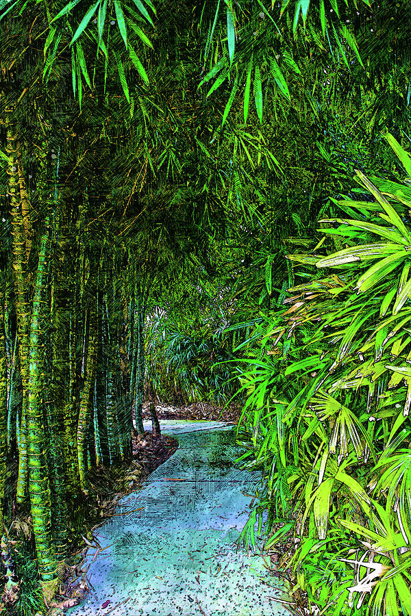 Lush Tropical Path Photograph by Pamela Williams