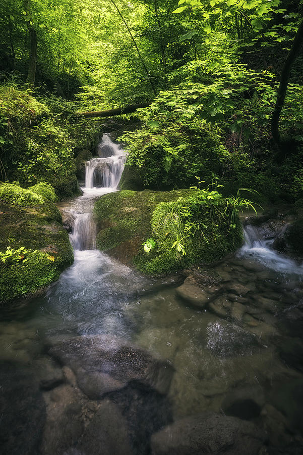 Lush Water Photograph by Manuel Martin | Fine Art America