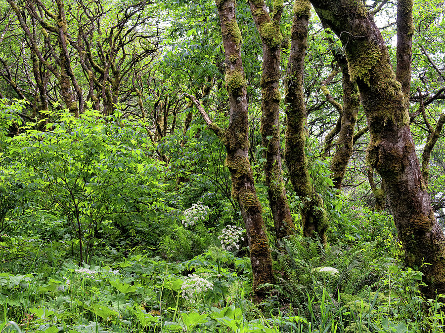 Lush Woods in Glacier National Park  Photograph by Kathleen Bishop