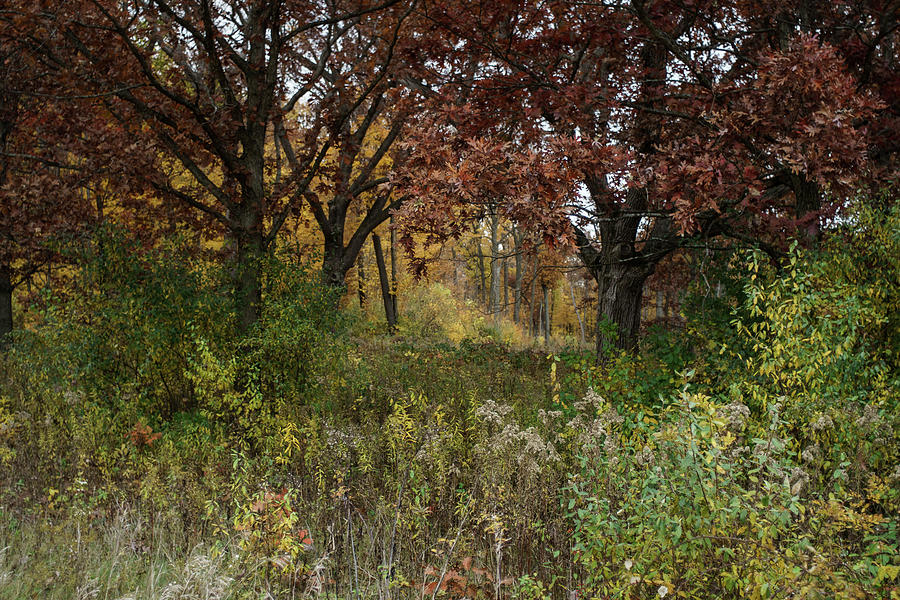 Lushly Autumn Photograph by Kimberly Mackowski