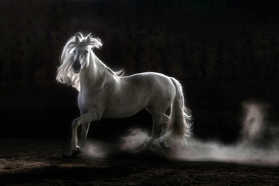 Lusitano In The Light Photograph by Wes and Dotty Weber