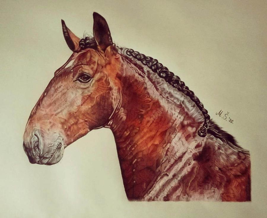 Horse Drawing - Lusitano by Melita Safran