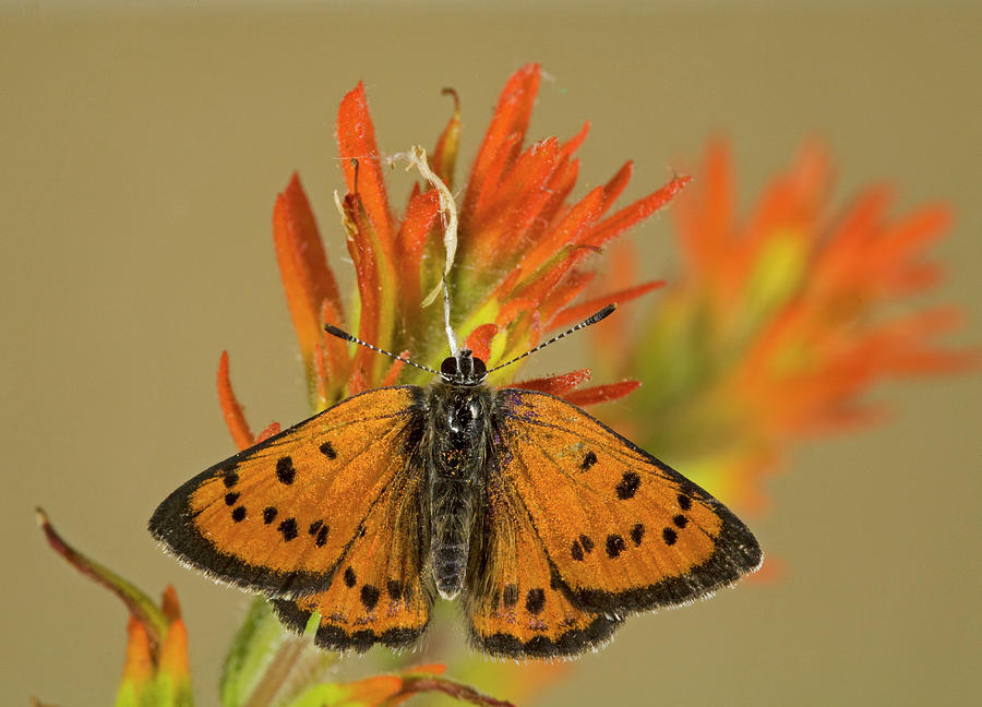 Lustrous copper butterfly Photograph by Buddy Mays