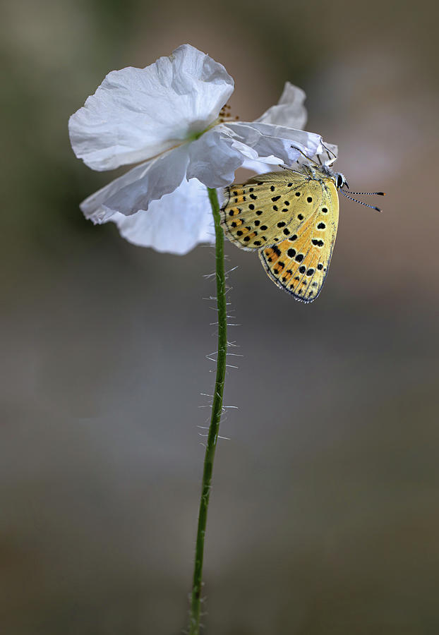 Lycaena tityrus butterfly on white poppy Photograph by Jaroslaw Blaminsky
