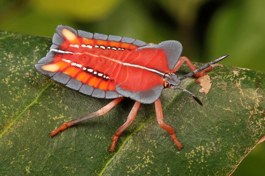 Lychee Stink Bug Nymph Photograph by John Horstman - Fine Art America