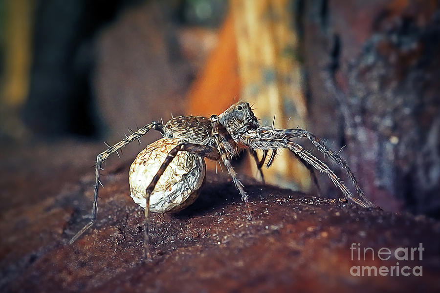 Lycosidae Female Wolf Spider With Egg Sack Photograph by Frank Ramspott ...