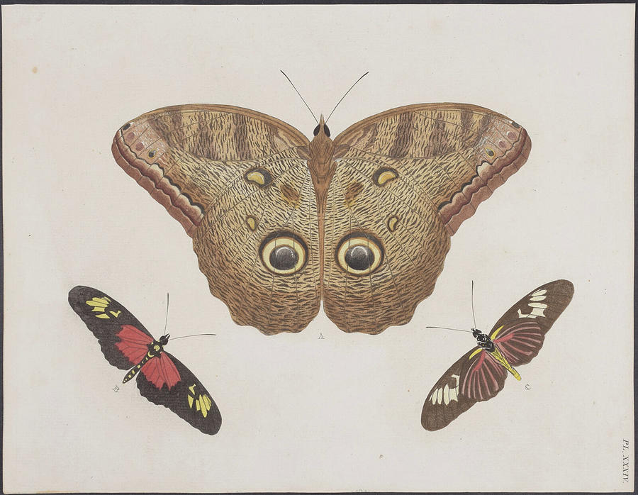 Lyin Moth - 1775 Digital Art by Kim Kent