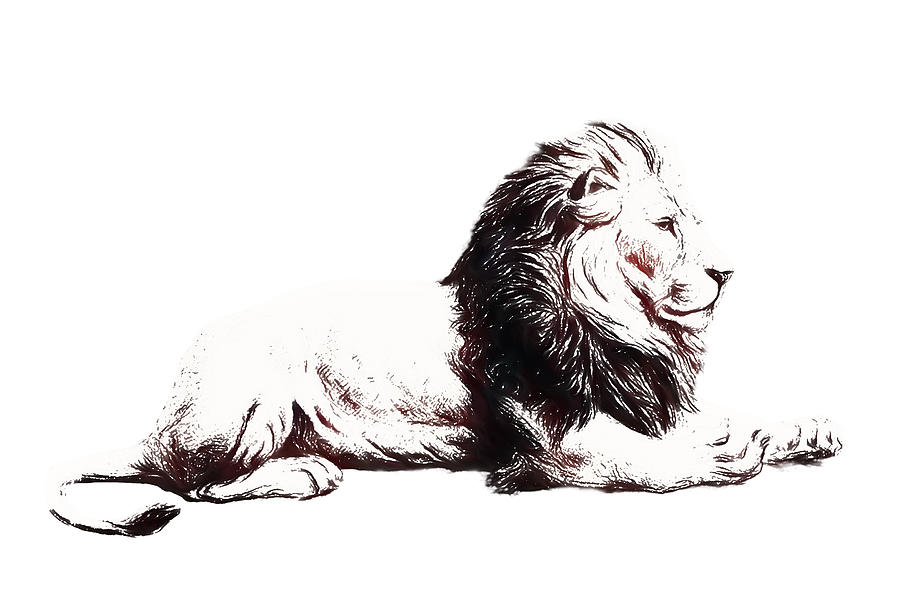 Lying Lion Digital Art by John Haldane
