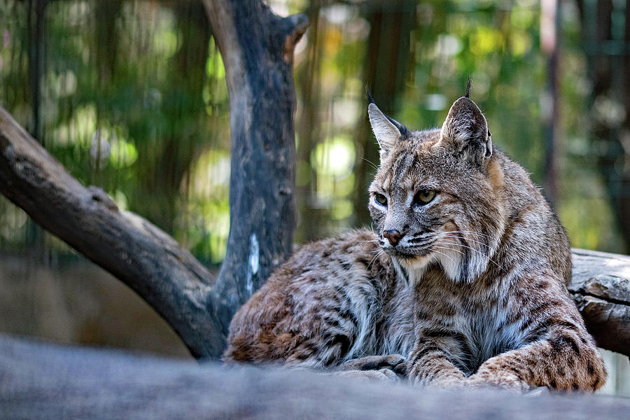 Lying Lynx Photograph by Running Brook Galleries - Fine Art America