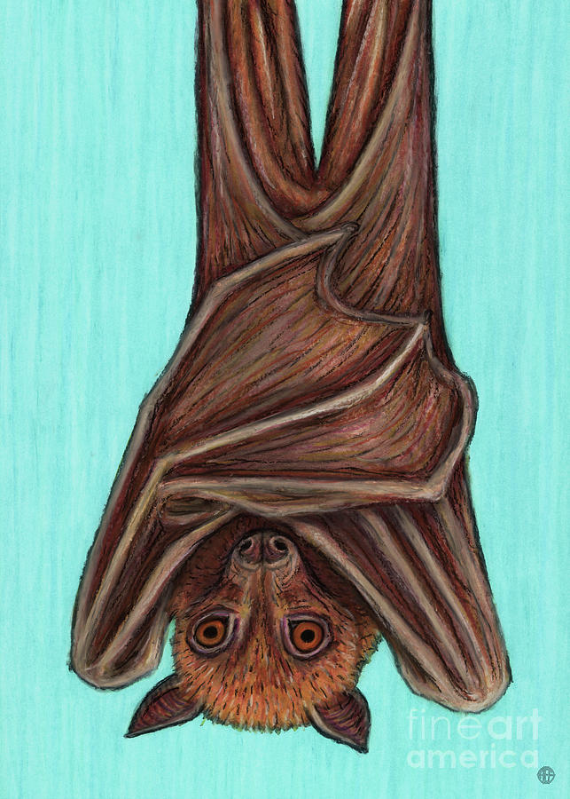 Lyles Flying Fox Painting by Amy E Fraser