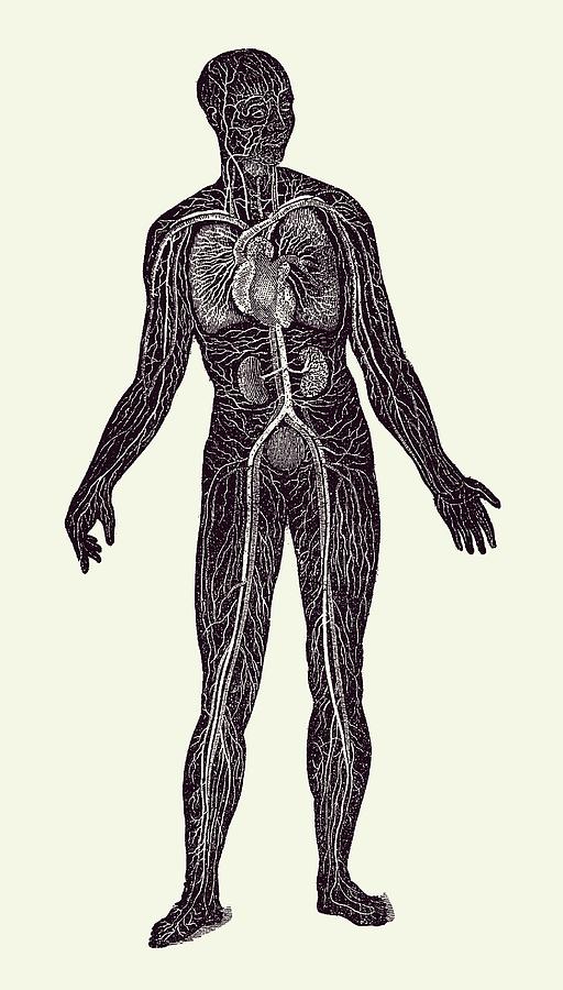 Lymphatic and Circulatory System - Vintage Anatomy 2 Drawing by Vintage Anatomy Prints