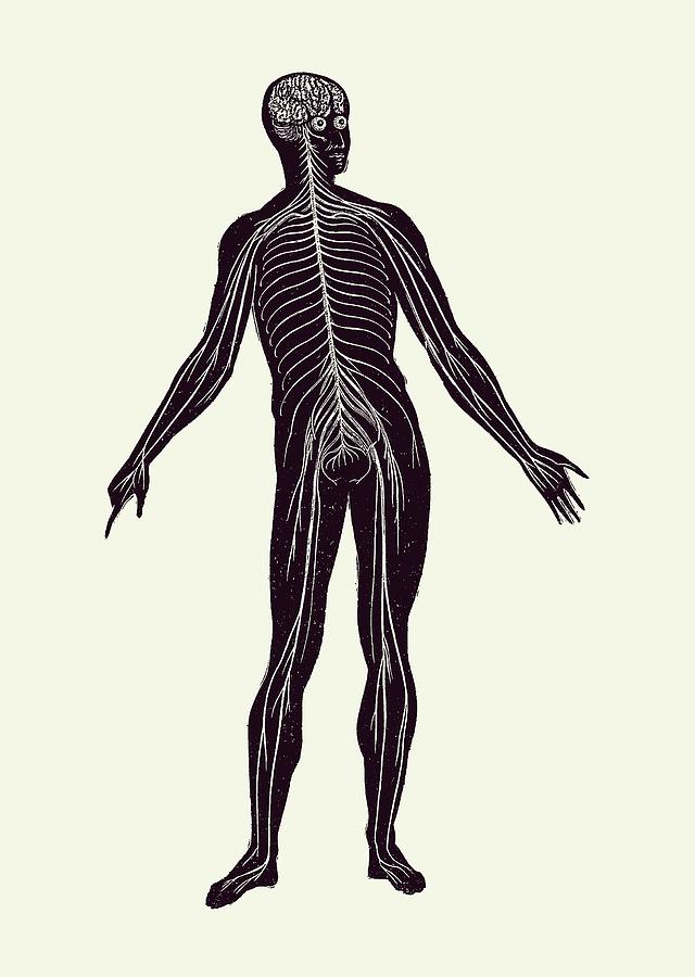Lymphatic System - Vintage Anatomy Poster 2 Drawing by Vintage Anatomy Prints