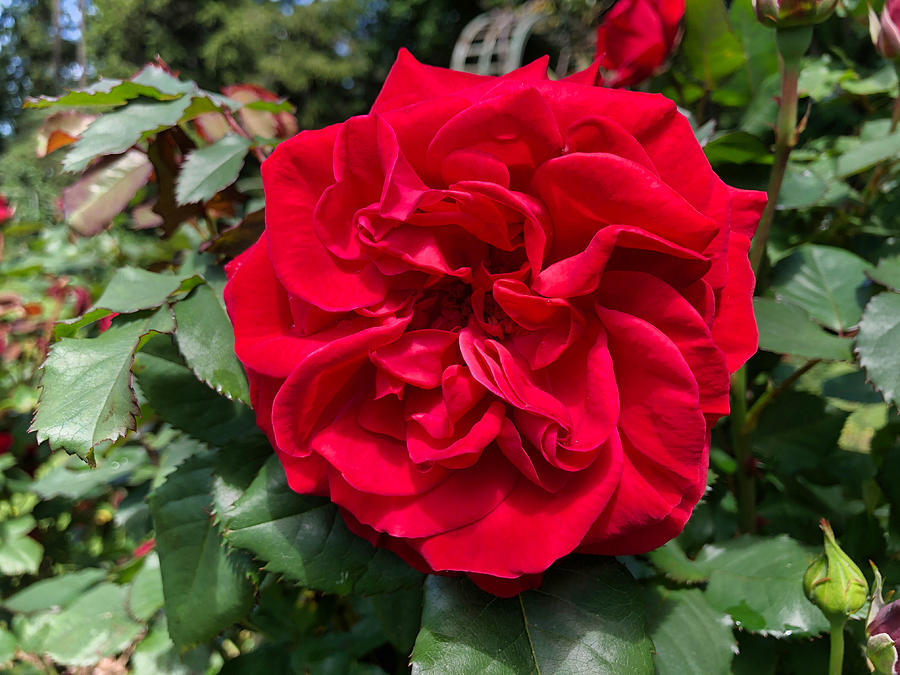 Lyndhurst Red Rose Photograph by Russ Considine