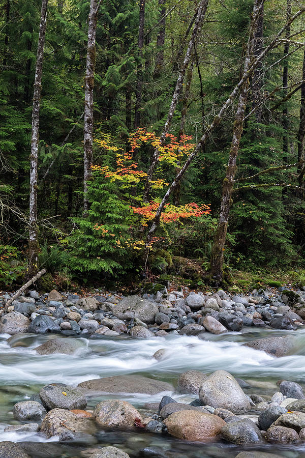 Lynn Creek Fall Foliage Photograph by Michael Russell