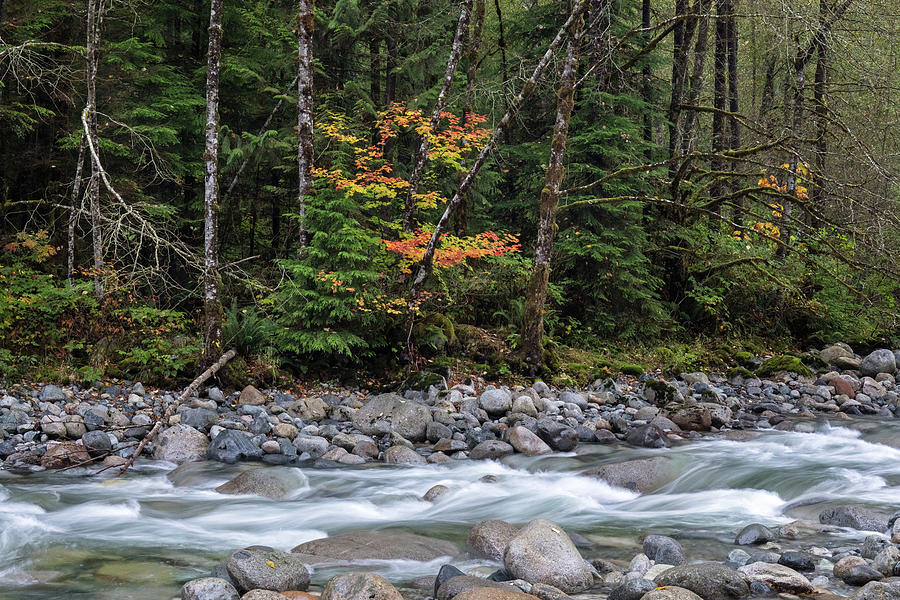 Lynn Creek Fall Leaves Photograph by Michael Russell