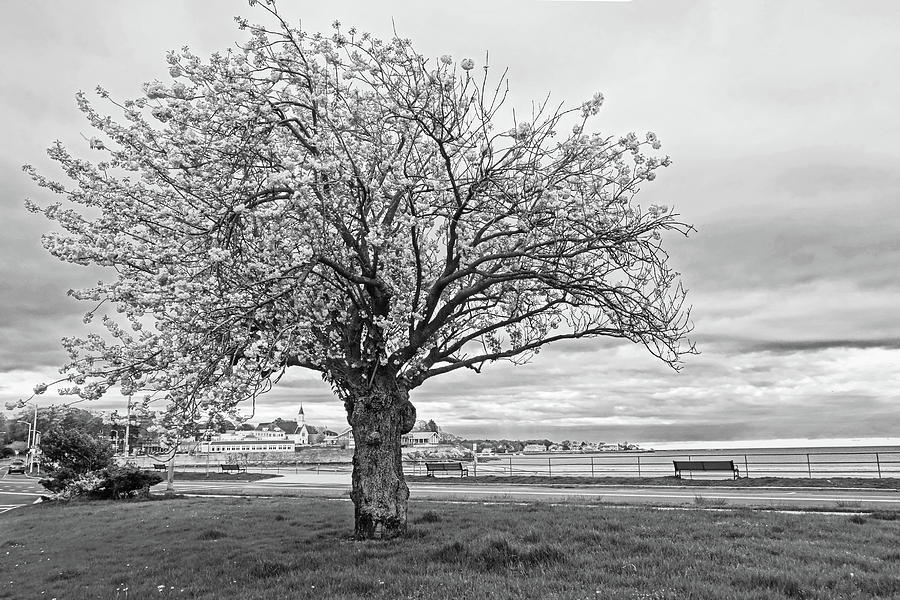 Lynn Shore Drive Spring Cherry Blossoms Lynn MA Bench Black and White Photograph by Toby McGuire