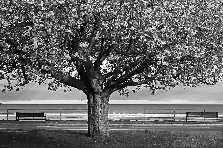 Lynn Shore Drive Spring Cherry Blossoms Lynn MA Black and White Photograph by Toby McGuire