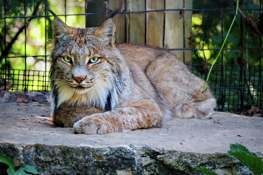 Lynx Photograph by Bill Chizek