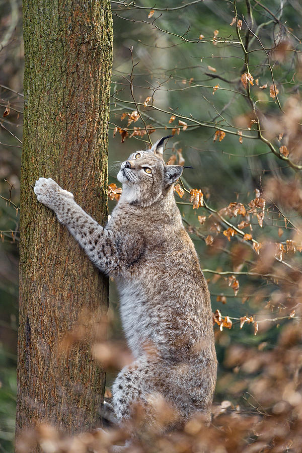 Lynx climbing at a tree Photograph by Picture by Tambako the Jaguar