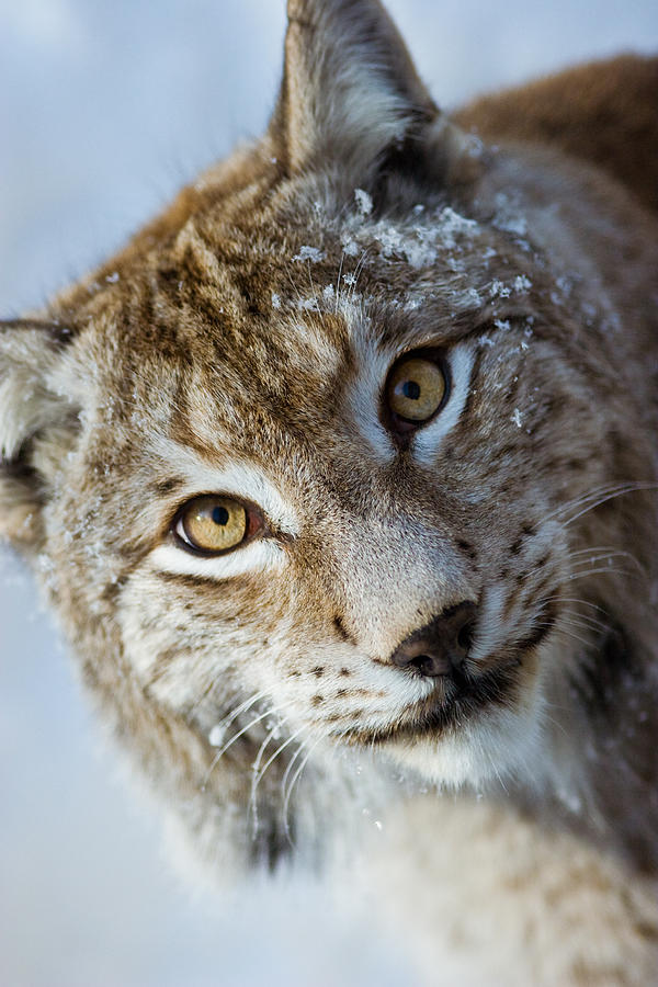 Lynx Photograph by Daniele Carotenuto Photography