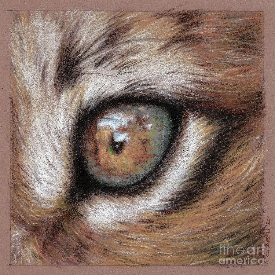 Lynx Eye Drawing by Kimberly Chason