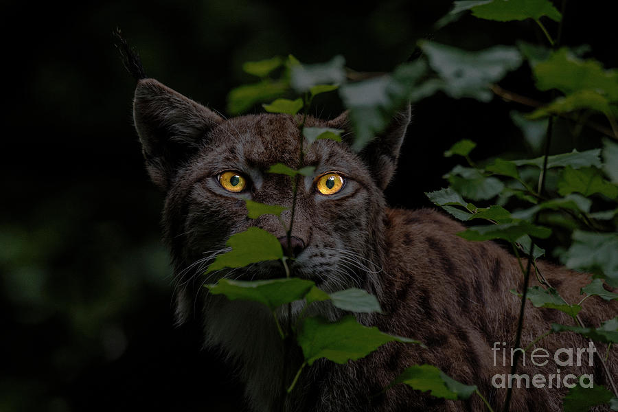 Lynx Hunting at Night Photograph by Arterra Picture Library