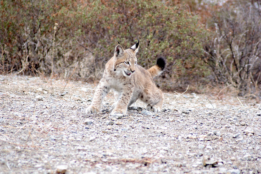 Lynx Photograph by Iñaki Respaldiza
