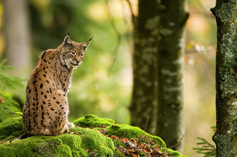 Lynx in Bavarian Forest Photograph by Loulou Beavers