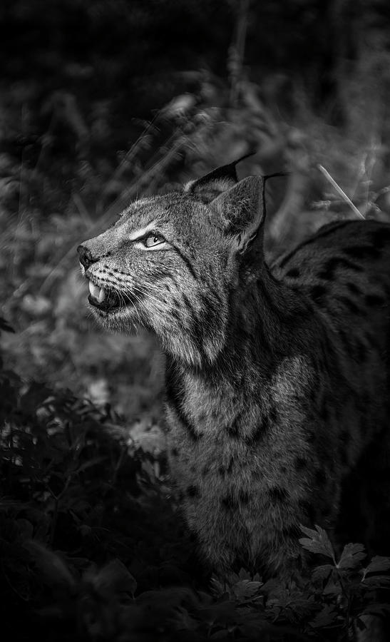 Lynx in Black and white Photograph by Gabriella Sjolander Photography