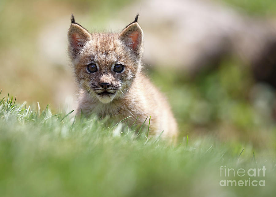 Lynx kit #2 Photograph by Rudy Viereckl