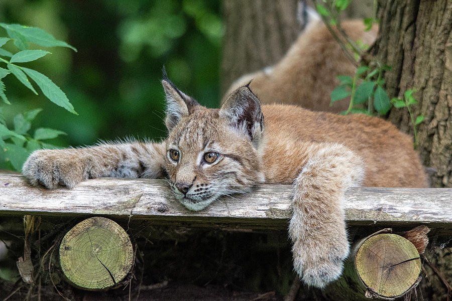 Lynx Kitten  Photograph by Gareth Parkes
