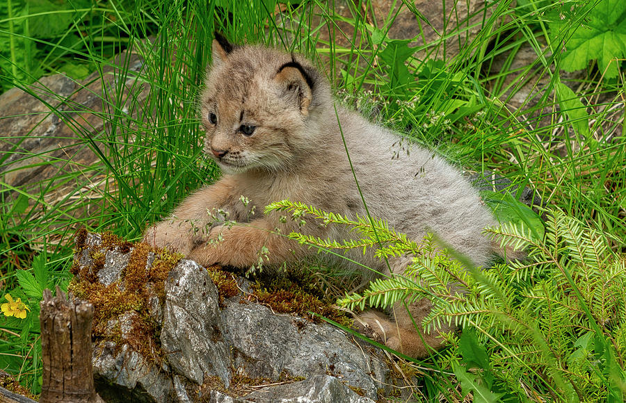 Lynx Kitten Photograph by Robert Libby