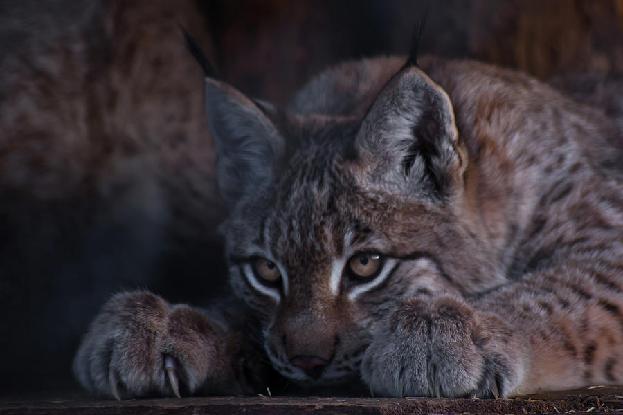 Lynx Lurking In Ambush Close-up, Tense Posture, Legs With Sharp 