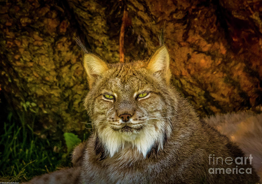 Lynx Photograph by Mitch Shindelbower