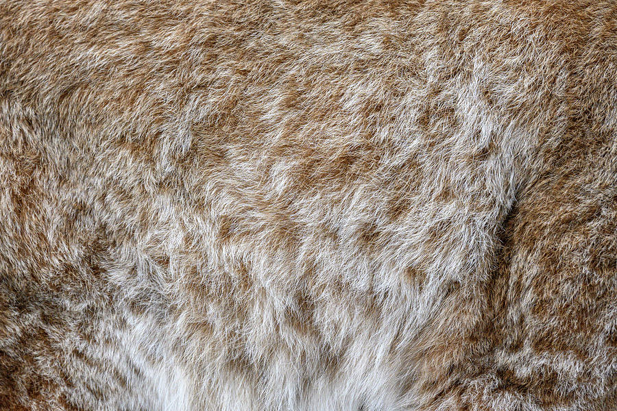 Lynx pattern design. Real fur texture. Animal print pattern tile