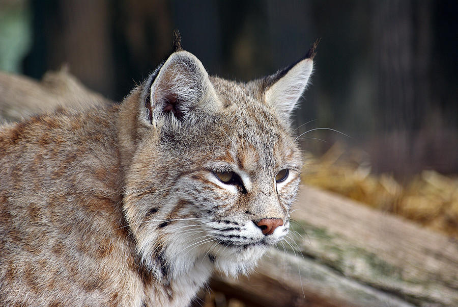 Lynx Photograph by Propert#1