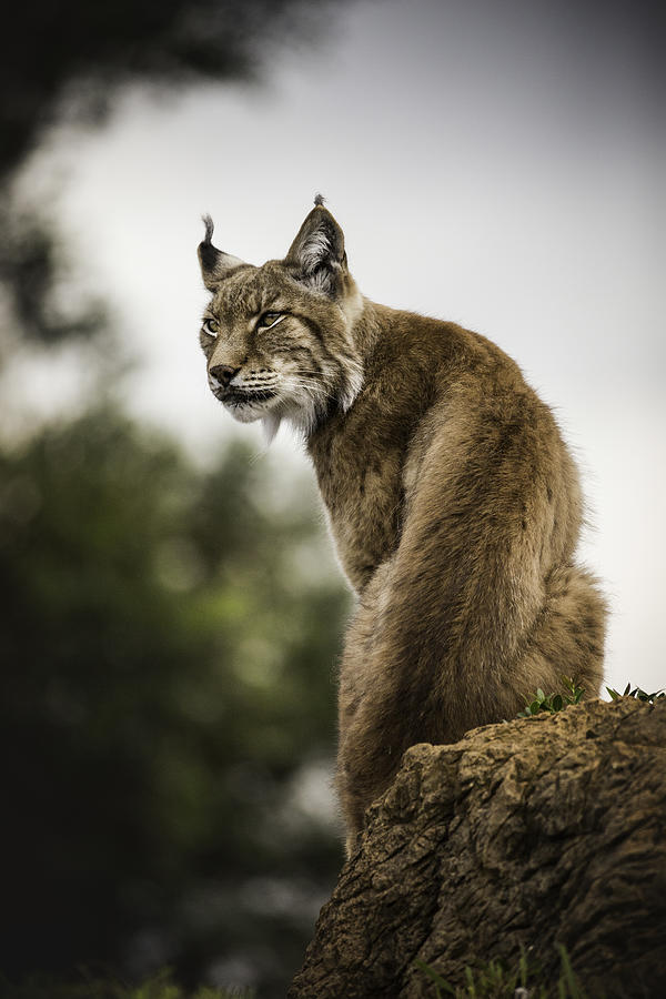 Lynx Photograph by Raúl Barrero photography