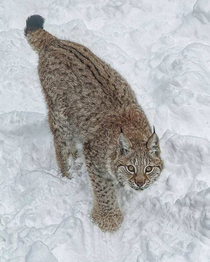 Lynx Photograph by Wade Aiken