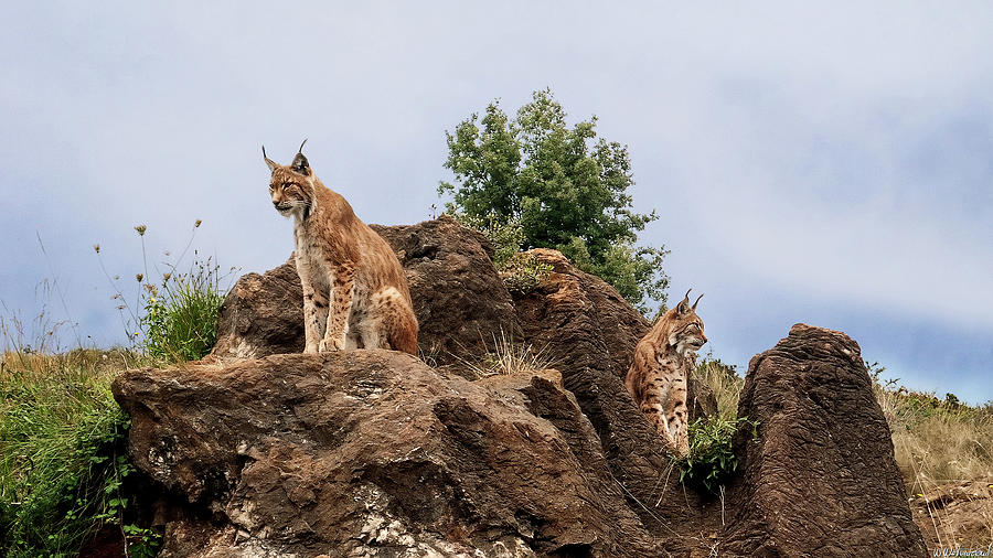 Lynxes Watching Photograph by Weston Westmoreland