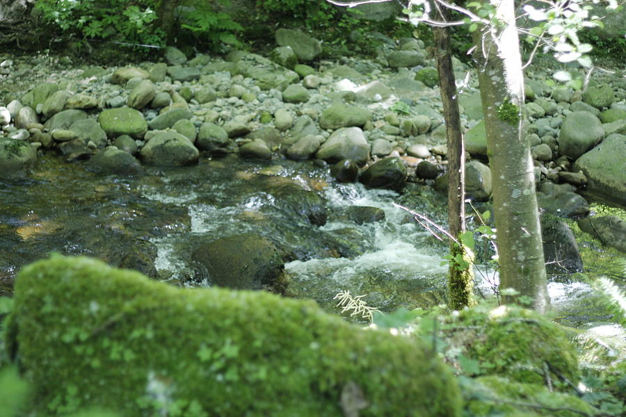 A Creek In June Photograph by Mr JB Stickley