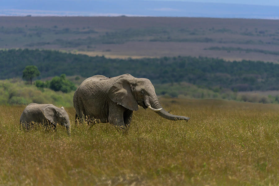 Ma and Baby Elephant on the African Plains. Photograph by Laura Hedien