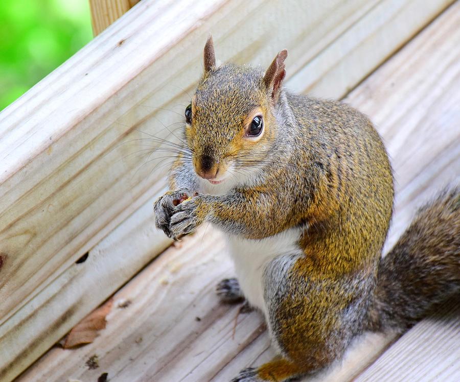 Maam, may I have another nut? Photograph by Lynn Hunt
