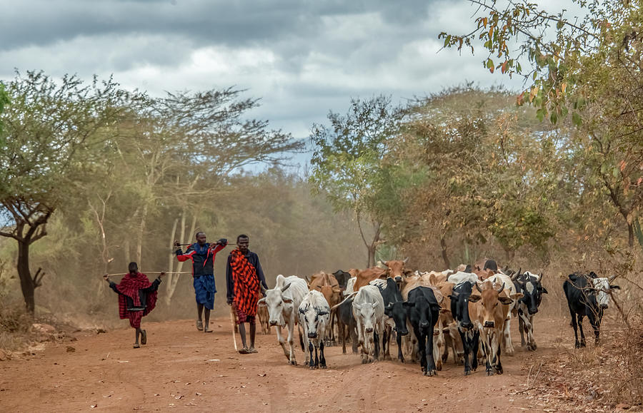 Maasai Herdsman Along A Dusty Road, Tanzania Photograph by Marcy Wielfaert