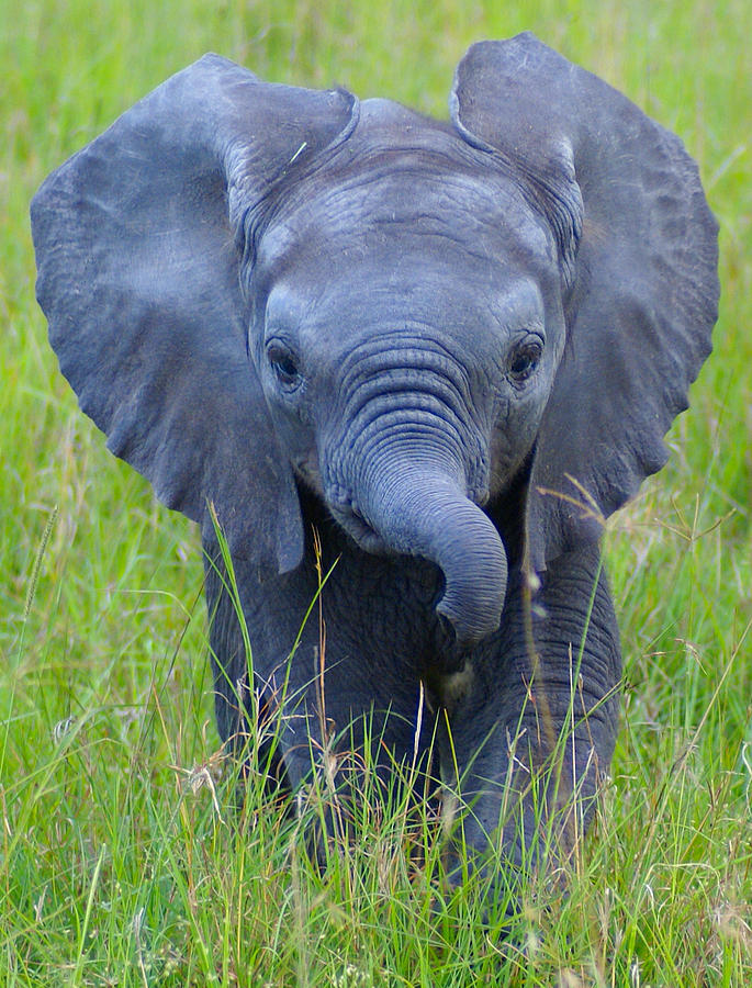 Maasai Mara Baby Elephant 2 Photograph by David Desaulnier - Fine Art ...