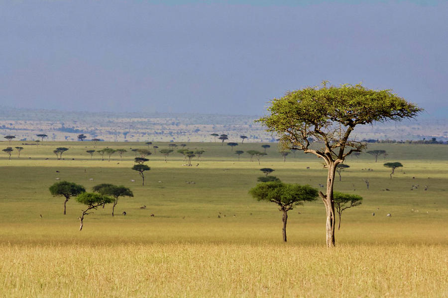 Maasai Mara Photograph by Jenna Wilson - Fine Art America